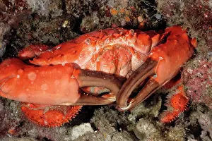 Splendidus: Coral crab, also called Splendid round crab. Toxic