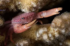 090919: Coral Crab - on coral - TK1 dive site, Lembeh