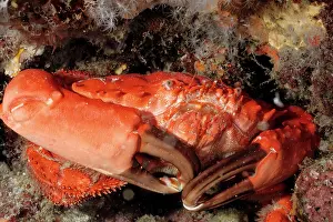 Splendidus: Coral crab. Toxic. Carapace about 75 mm across