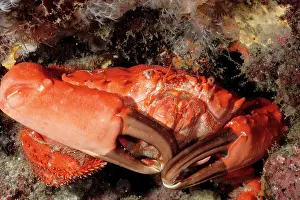 Splendidus: Coral crab. Toxic. Carapace about 75 mm across