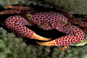 Trapezia: Coral crab, Trapezia rufopunctata, Walindi, West New Britain