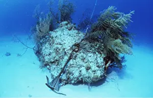 Corals: CORAL DAMAGE - BY ANCHOR