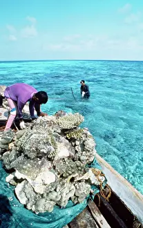 Destroying: CORAL DESTRUCTION - Destroying reef for building materials