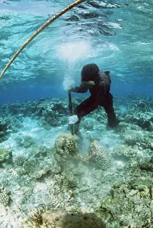 Working: CORAL DESTRUCTION - Snorkeller destroying reef for