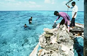 Corals: CORAL DESTRUCTION - Used for building material