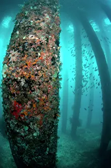 Dock: Coral-encrusted pylons