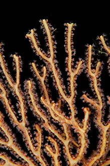Papua: Coral Fan