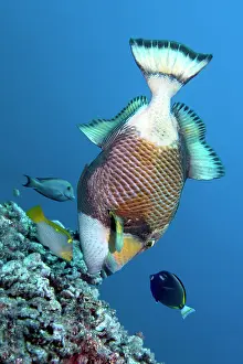 Lifestyle: Three coral fish encircle titan triggerfish (Balistoides