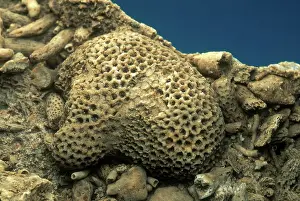Colonial: Coral Fossil