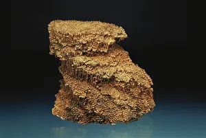 Colonial: Coral Fossil