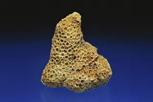 Colonial: Coral Fossil