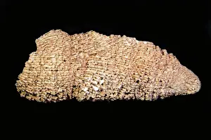 Devonian: Coral Fossil