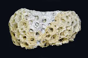 Devonian: Coral Fossil