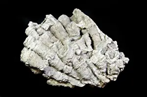 Devonian: Coral Fossil