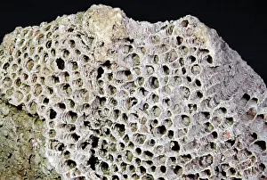 Devonian: Coral Fossil