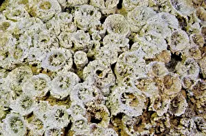 Indiana: Coral Fossil