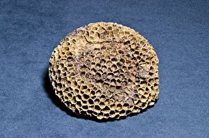 Beechwood: Coral Fossil
