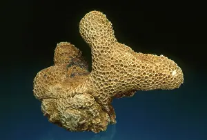 Colonial: Coral Fossil