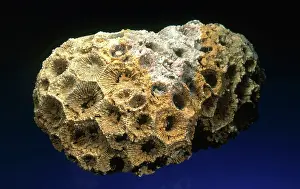 Colonial: Coral Fossil