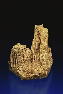 Colonial: Coral Fossil