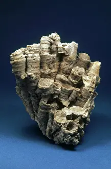 Colonial: Coral Fossil