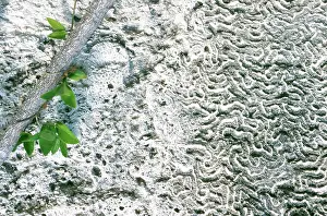 Situ: Coral fossil in limestone