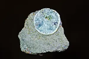 Mississippian: Coral Fossil Replaced with Minerals
