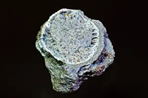 Mississippian: Coral Fossil Replaced with Minerals