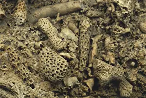 Anthozoan: Coral Fossils