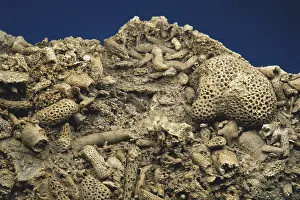 Anthozoan: Coral Fossils