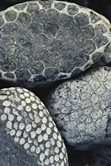 Palaeontology: Coral Fossils