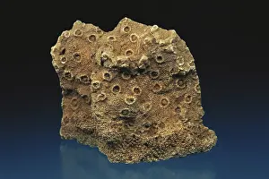 Fossilized: Coral Fossils