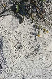 Situ: Coral Fossils from Florida