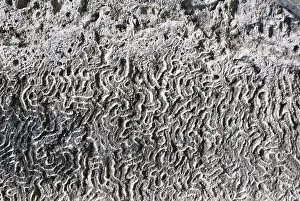 Anthozoan: Coral Fossils from Florida