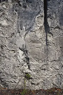 Quarry: Coral Fossils from Florida