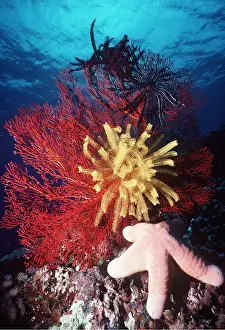 Crinoid: CORAL - Gorgonian & Featherstar