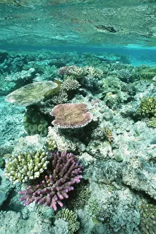 Acropora: Coral - Great Barrier Reef marine park