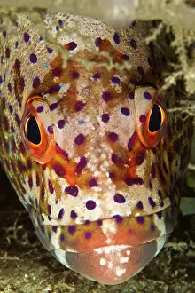 Cephalopholis: Coral Grouper