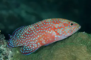 Cephalopholis: Coral Grouper