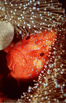 Grouper: Coral Grouper