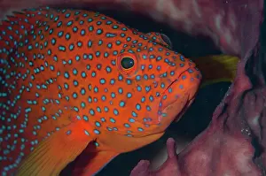Cephalopholis: Coral Grouper