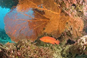 Cephalopholis: Coral Grouper (Cephalopholis miniata), scuba