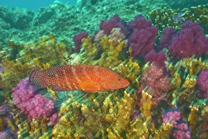 Miniata: Coral Grouper (Cephalopholus miniata), Scuba