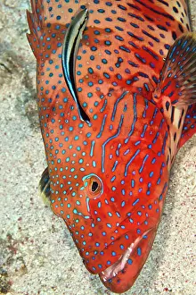 Cephalopholis: Coral Grouper - being cleaned by a Cleaner Wrasse