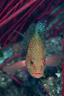 Cephalopholis: Coral Grouper - with Cleaner Shrimp