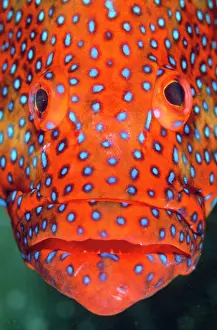 Cephalopholis: CORAL GROUPER- close up of head