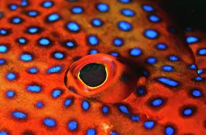 Groupers: CORAL GROUPER - CLOSE-UP EYE