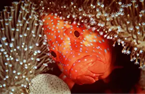 Grouper: CORAL GROUPER - Face amongst coral