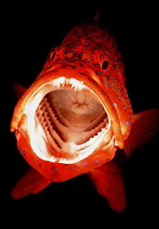 Jaws: Coral Grouper - Indicating willingness to accept