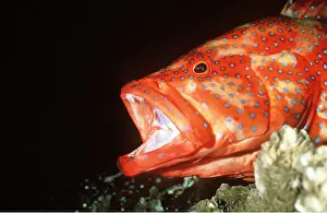 Grouper: CORAL GROUPER - mouth open waiting for cleaner shrimp/fish